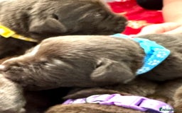 Labrador Retriever dogs for sale: 5 Stars 🌟 Chocolate Labradors  🌟  - Image 2