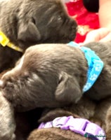 Labrador Retriever dogs - Advert 15