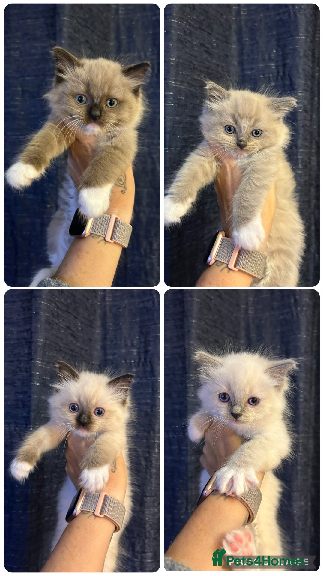 Ragdoll cats for sale: Last little girl available  - Image 5