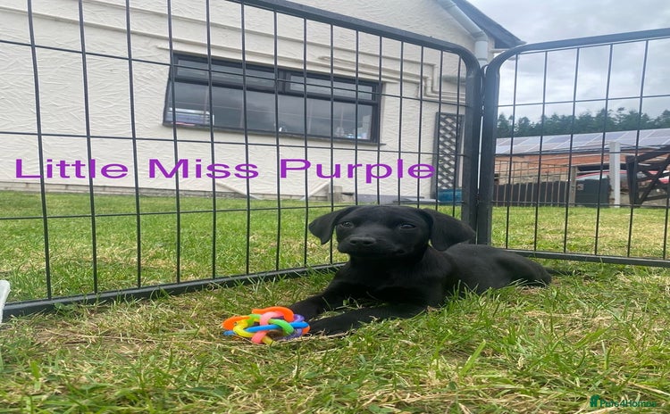 Labrador Retriever dogs - Advert 2
