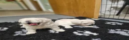 French Bulldog dogs for sale: Ready to leave now Rare Platinum French bulldogs   - Advert 12