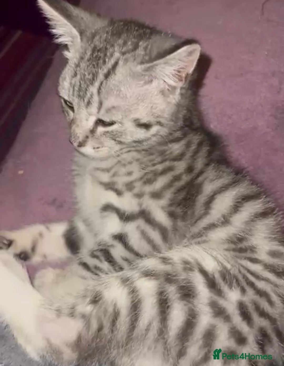 Mixed Breed cats for adoption: Rescue kitten needs home of his own - Advert 4