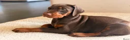 Dobermann dogs for sale: Doberman kennel club registered  - Advert 21