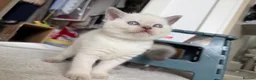 British Shorthair cats for sale: Stunning Pedigree Kittens | DNA Clear in Glasgow - Advert 21