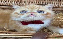 Exotic cats for sale: Beautiful red tiger stripe male stunning blue eyes - Image 4