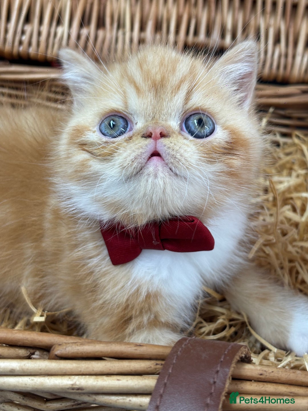 Exotic cats for sale: Beautiful red tiger stripe male stunning blue eyes - Image 4
