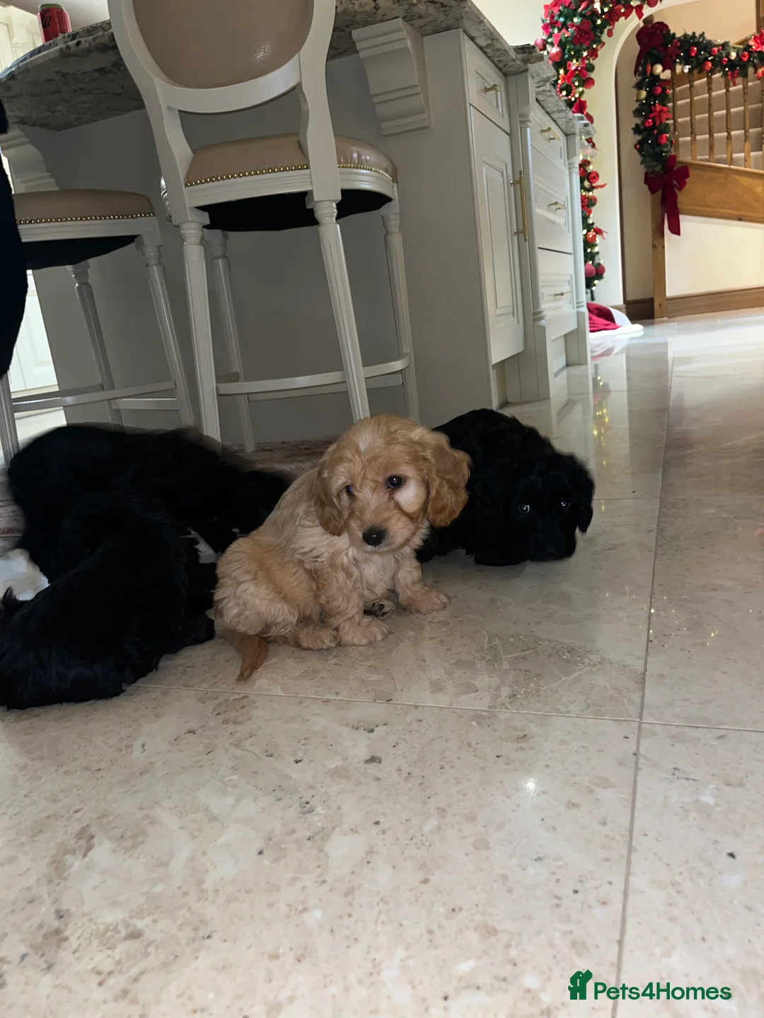 Cockapoo dogs for sale: F1 toy Cockerpoo  - Advert 12