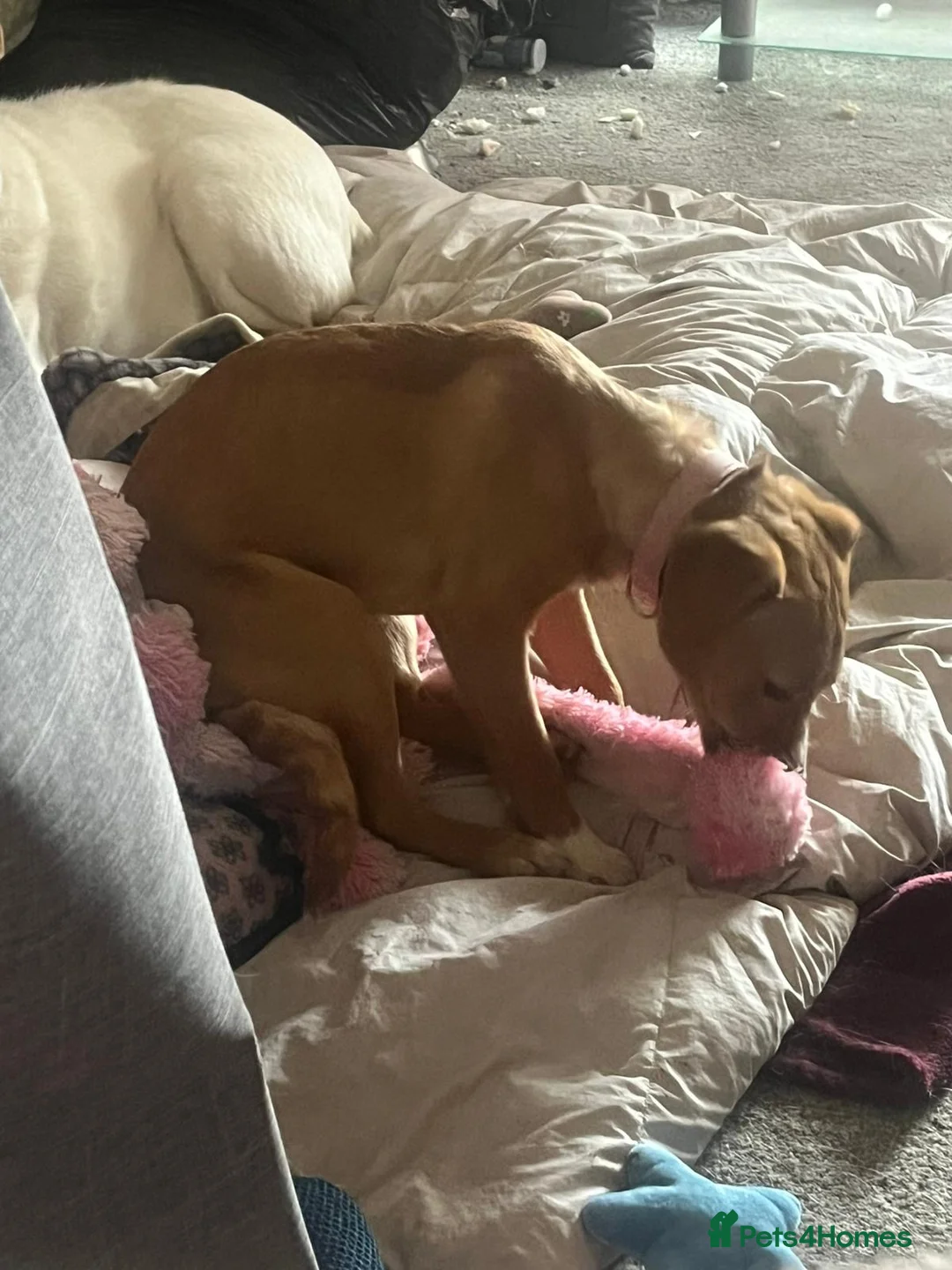 Mixed Breed dogs for adoption: Pollie 🌸 in Whitley Bay - Advert 2