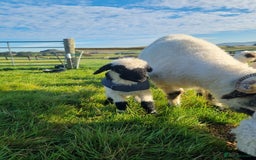 Sheep livestock for sale: Valais blacknose ewes - Advert 4