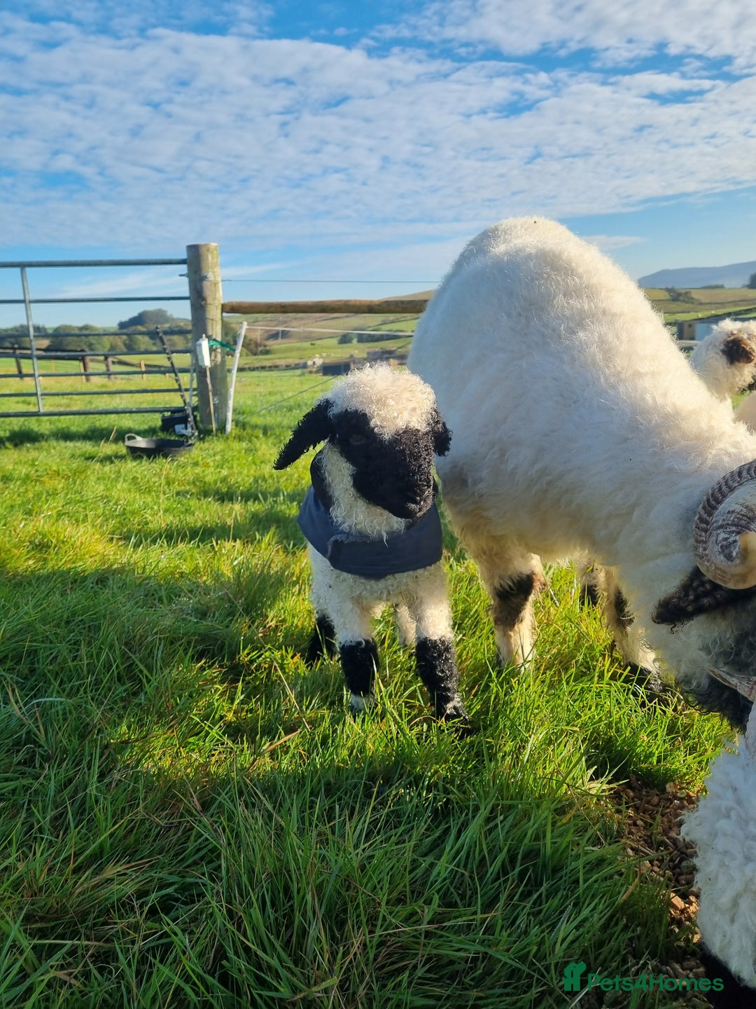 Sheep livestock for sale: Valais blacknose ewes - Advert 4