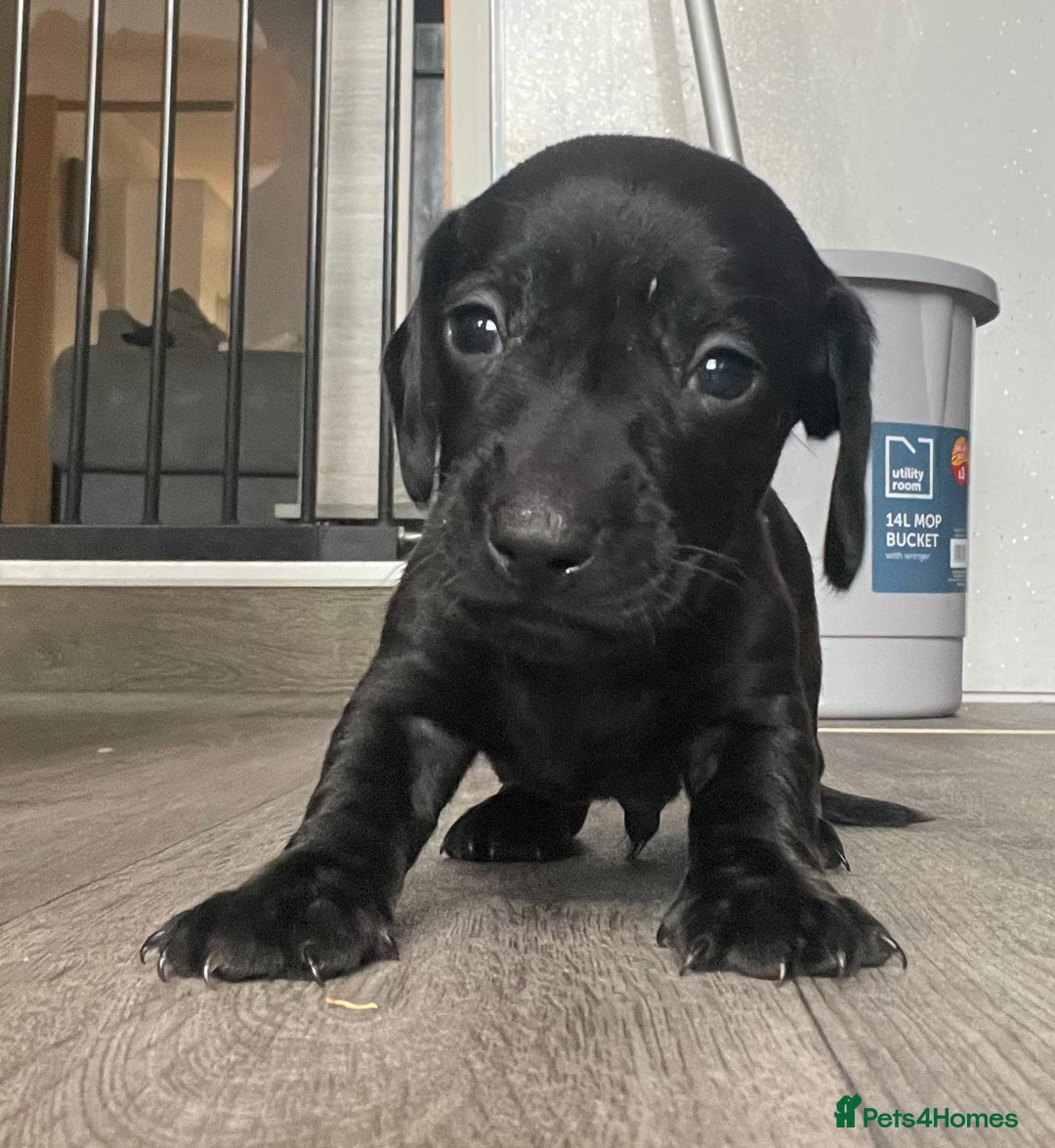 Miniature Dachshund dogs for sale: Smooth haired Miniature dachshunds - Image 1