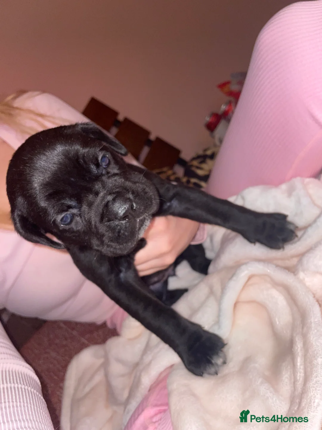 Cane Corso dogs for sale: Came corso - Advert 10