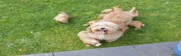 Cavapoo dogs for sale: Stunning Health Tested F1b Miniature Cavapoos - Advert 15