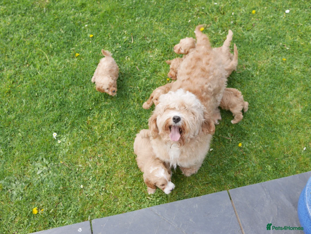 Cavapoo dogs for sale: Stunning Health Tested F1b Miniature Cavapoos - Advert 15