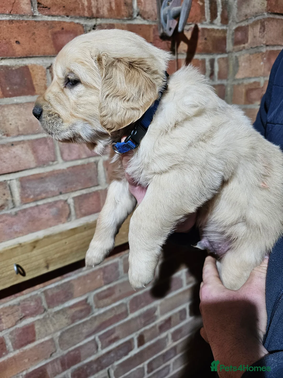 Golden Retriever dogs for sale: Golden retriever puppy for sale in Harrow  London - Advert 11
