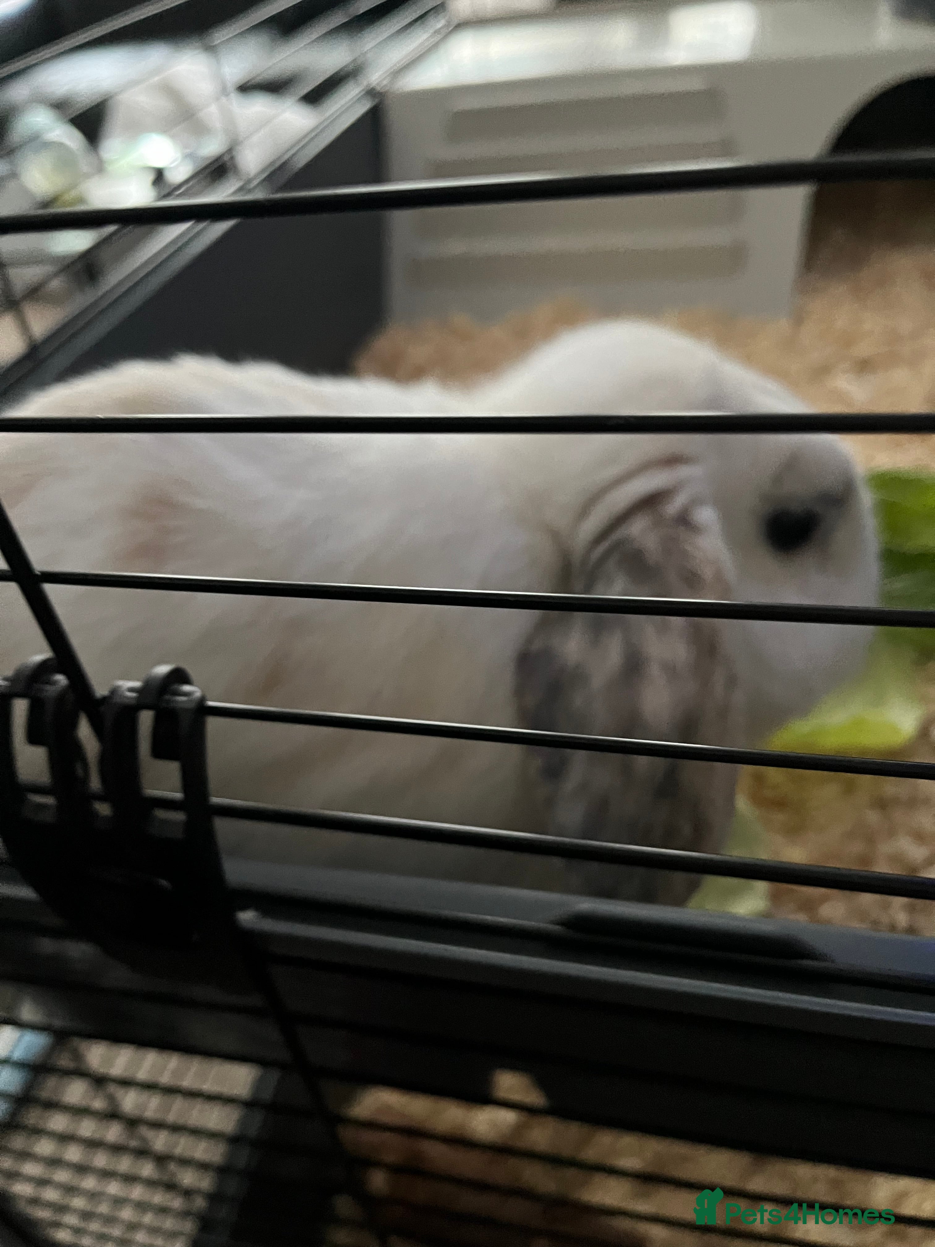 English Lop rabbits Rabbit For Sale  - Advert 2