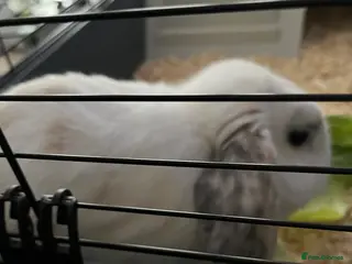 English Lop rabbits Rabbit For Sale - Advert 7