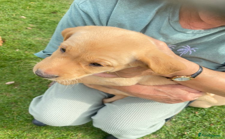Labrador Retriever dogs - Advert 15