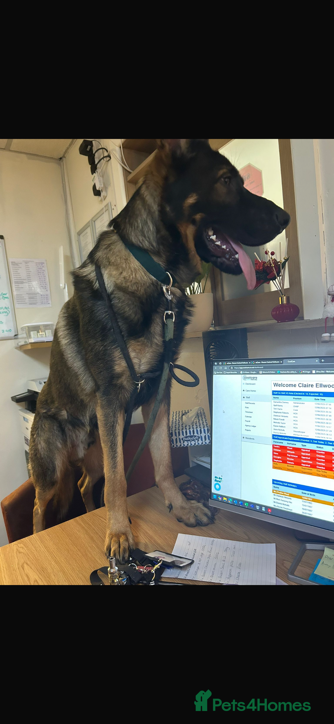 German Shepherd dogs for sale: 15 month old male German Shepherd Called BEAR, - Image 5