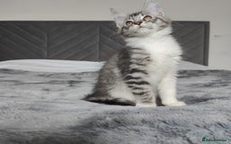 Maine Coon cats for sale: European Maine coon Kittens - Image 2