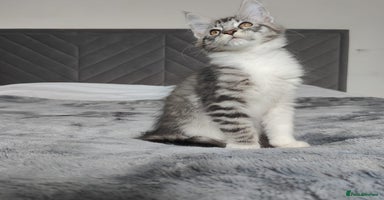 Maine Coon cats - Advert 4