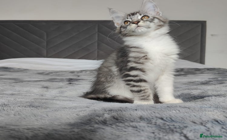 Maine Coon cats - Advert 13