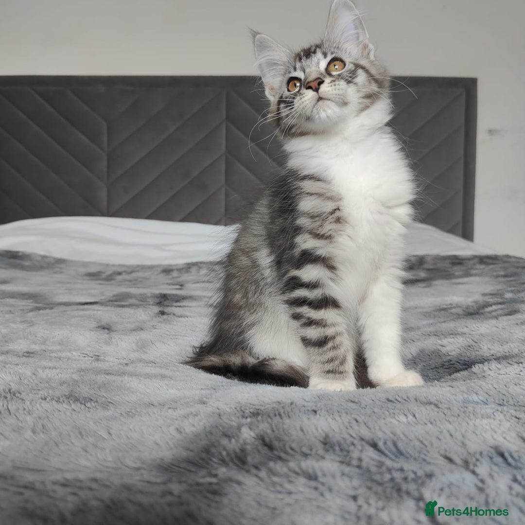 Maine Coon cats for sale: European Maine coon Kittens - Image 2