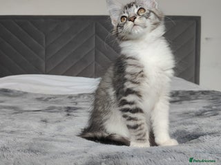 Maine Coon cats European Maine coon Kittens - Advert 13