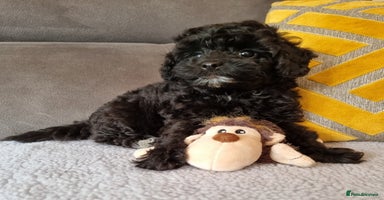 Cockapoo dogs - Advert 8