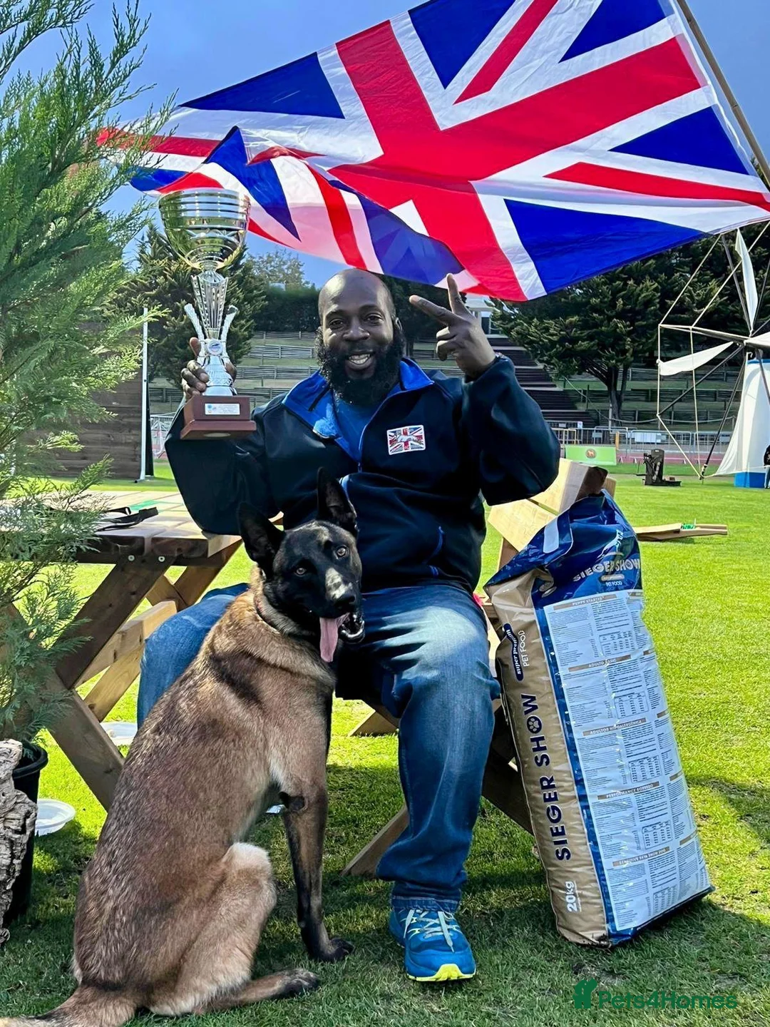 Belgian Shepherd Dog dogs for sale: KC Registered Belgian Malinois - Advert 6