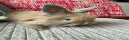 Lionhead rabbits for sale: English Full Face Angora Kits - Advert 7