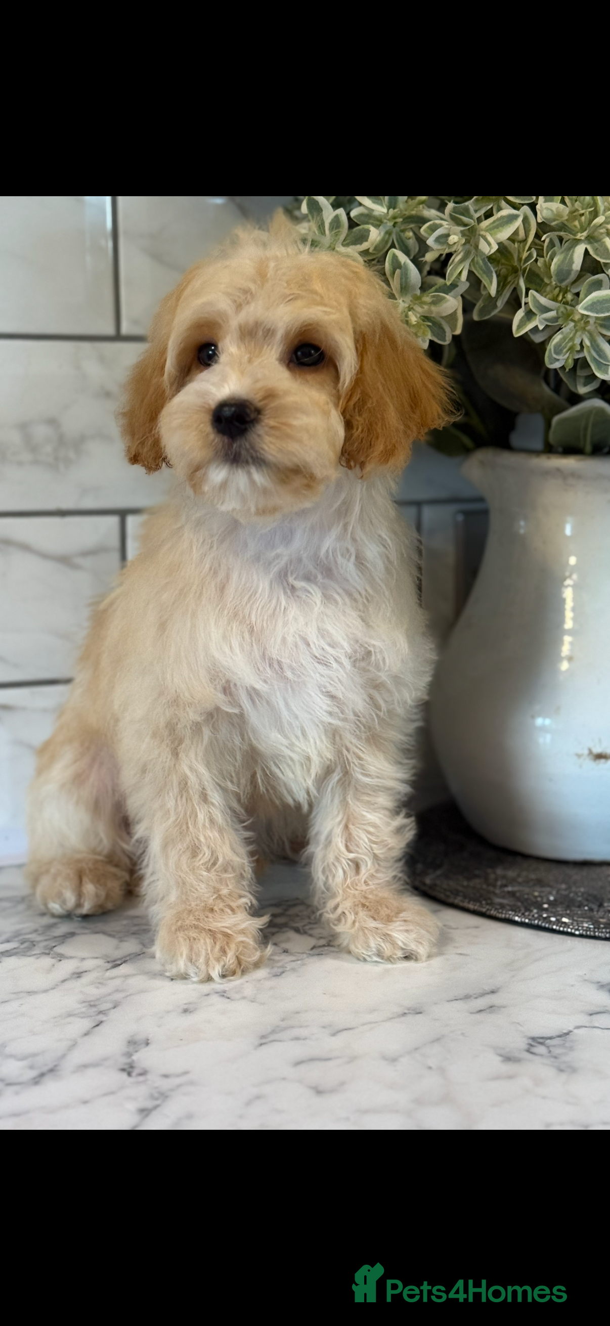 Cavapoo dogs Two males left 🤍 - Advert 17