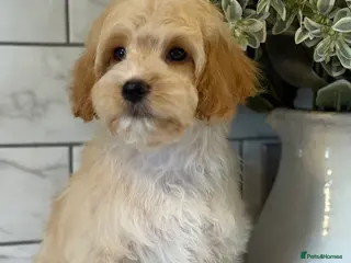 Cavapoo dogs Two males left 🤍 - Advert 17