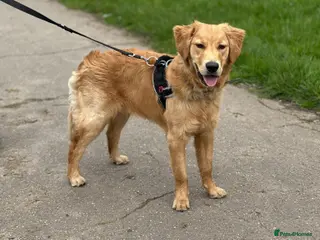 Golden Retriever dogs KC Golden Retriever Male Puppy Health Tested - Advert 11