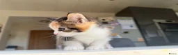 Maine Coon cats for sale: TORTOISESHELL MAINE COON X KITTENS - Advert 37