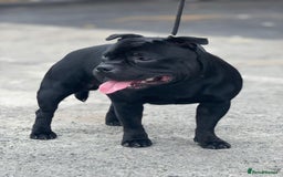 Staffordshire Bull Terrier dogs for stud: One and only ACE stud!  - Image 4