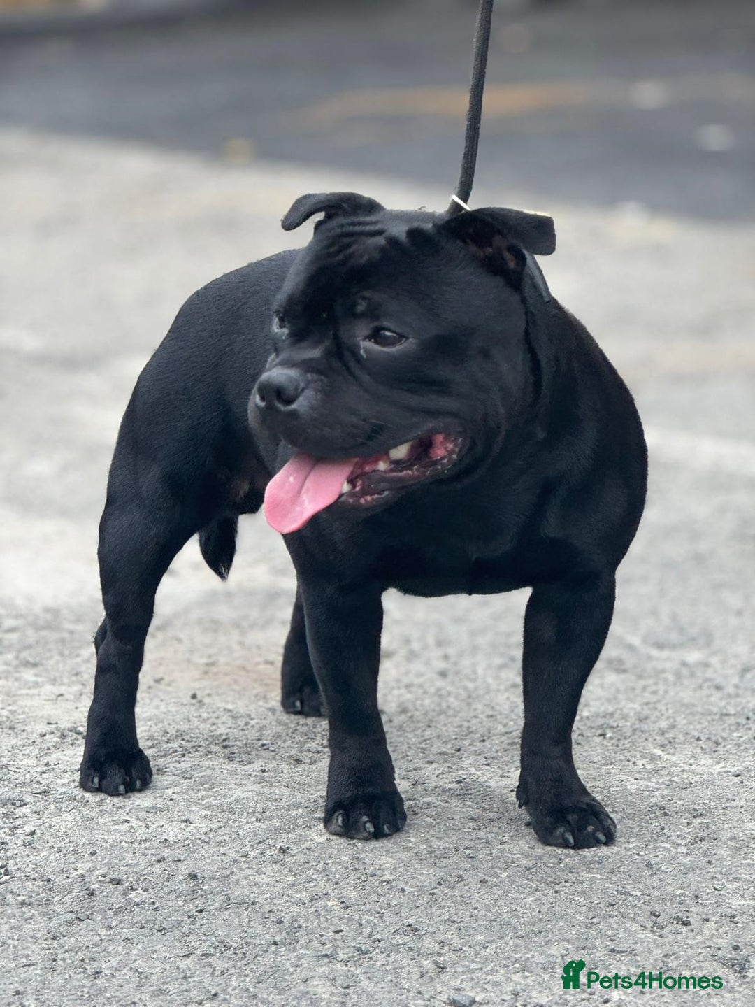 Staffordshire Bull Terrier dogs for stud: One and only ACE stud!  - Image 4