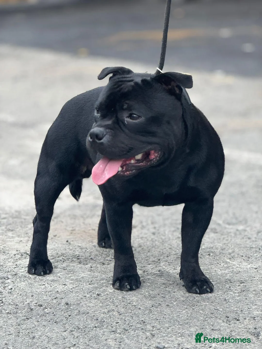 Staffordshire Bull Terrier dogs for stud: One and only ACE stud!  - Advert 4