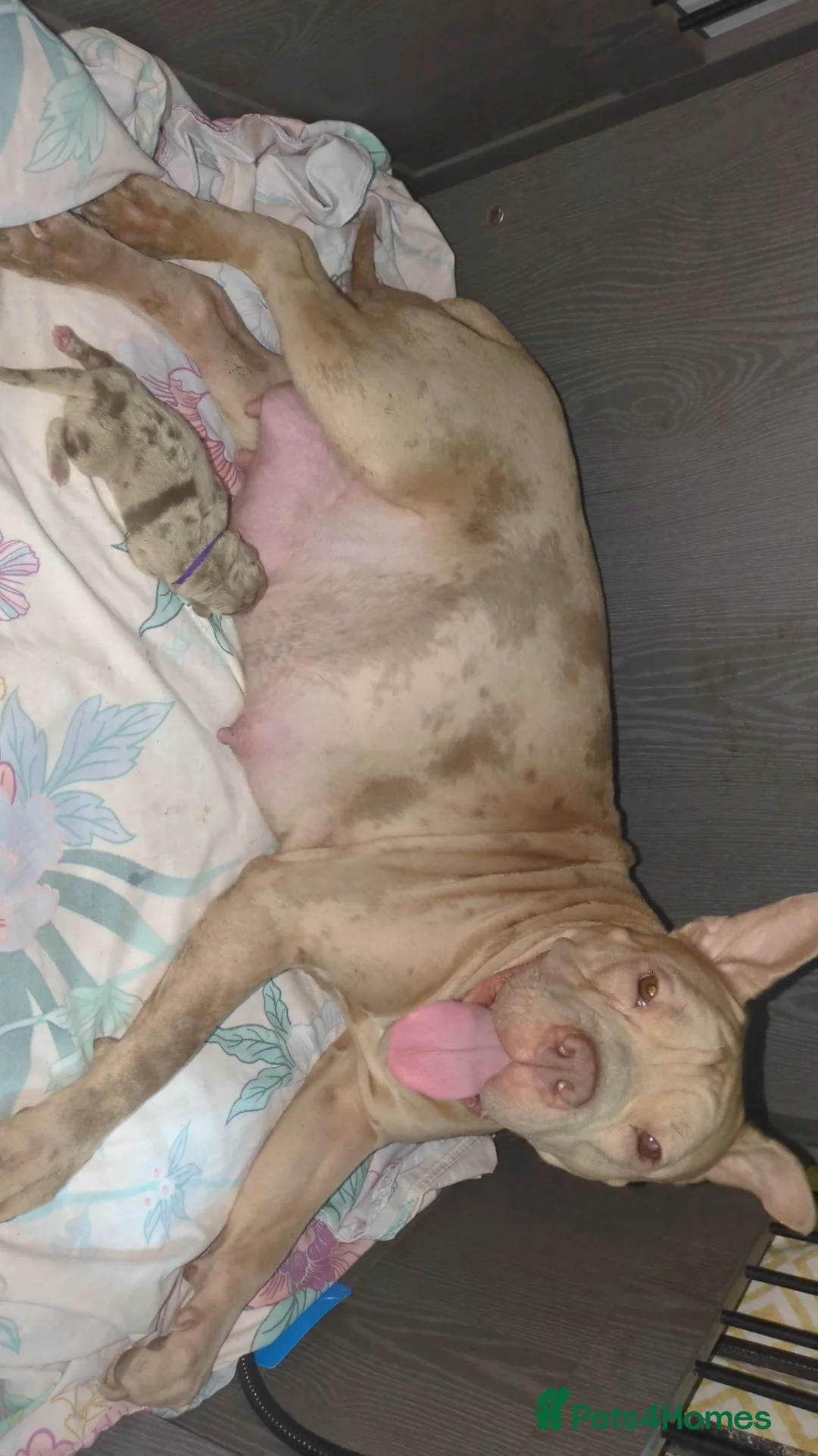 Mixed Breed dogs for sale: Shar pei X bully  - Advert 1