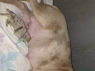 Mixed Breed dogs Shar pei X bully - Advert 2