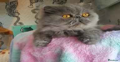 Persian cats - Advert 5
