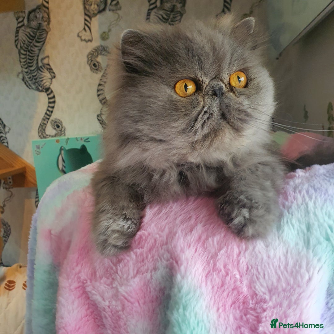 Persian cats for sale: Gorgeous blue pure breed Persian Boy - Image 3