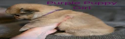 Pomeranian dogs for sale: 3 Beautiful pomeranian puppies for sale - Advert 13