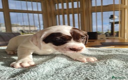 Springador dogs for sale: Springador puppies - Image 10