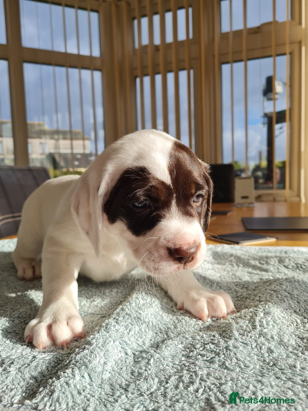 Springador dogs for sale: Springador puppies - Image 10