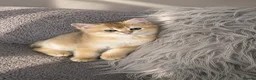 Scottish Fold cats for sale: Scottish pedigree golden kittens  ready to move - Advert 6