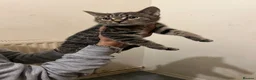 Mixed Breed cats for sale: Kittens for loving home in London - Advert 9
