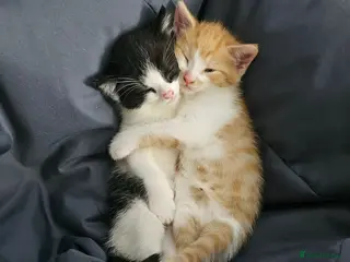 Mixed Breed cats Two male kittens for sale - Advert 15