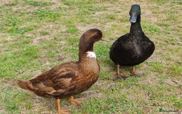 Ducks poultry for sale: 8-week old Cayuga x mini Silver Appleyard ducks - Image 5