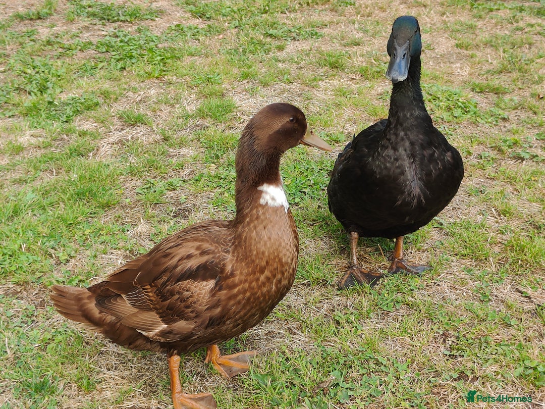 Ducks poultry for sale: 8-week old Cayuga x mini Silver Appleyard ducks - Image 5